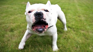 Agresívny pes napadol a zranil troch ľudí, medzi nimi aj dieťa