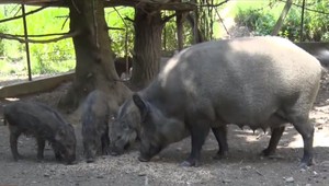 Svine terorizujú Pezinok, poľovníci s odstrelmi nestíhajú