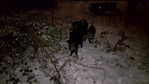 Diviaky mu ničia pozemok. Kým ho nenapadnú, nedá sa s tým nič robiť