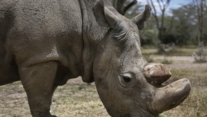 Išiel pytliačiť do Afriky, zostala po ňom len lebka a nohavice
