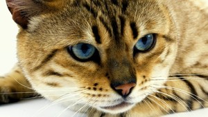 VIDEO: Ako mačka tučko cez rieku prechádza