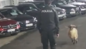 Bizarný zásah policajtov: Baran sa zatúlal do autobazáru