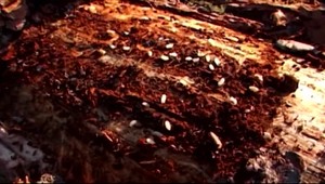 V Brezne vyhlásili mimoriadnu situáciu v súvislosti s lykožrútovou kalamitou