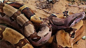 Vynášanie odpadkov sa zmenilo na drámu. Muž zbadal medzi kontajnermi meter a pol dlhého hada