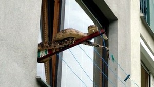 Rozruch na sídlisku! Na sušiaku sa vyhrieval veľhad