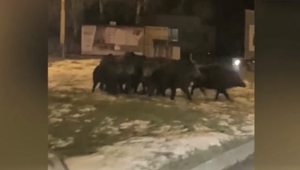 VIDEO: Vodiči v Prešove sa nestačili čudovať, blízko centra sa pohybovalo stádo diviakov