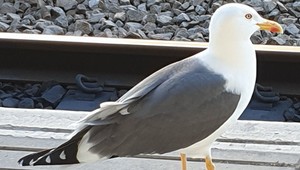 Pozor na čajky pri návšteve protinožcov