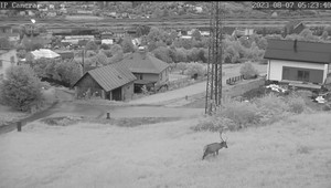 Jeleň sa pásol na tráve pri rodinných domoch. Pytliak ho zastrelil priamo z auta