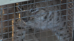 Smrť rysa vyriešená: Pytliactvo to nebolo