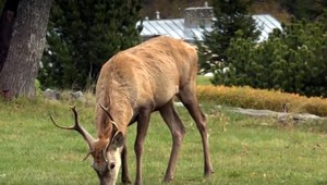 Policajná akcia, aká nemá obdoby.  Totožnosť páchateľa policajtov prekvapila