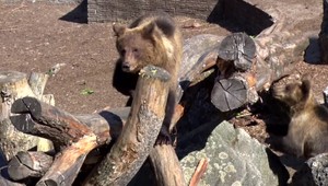 Medvieďatá zastrelenej medvedice Inge sú už vo výbehu v bojnickej ZOO