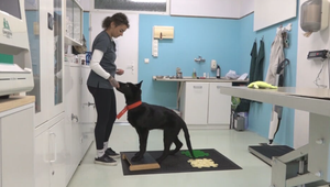 Nevedel sa postaviť na nohy, dnes robí pokroky. Príbeh Ravena dojíma