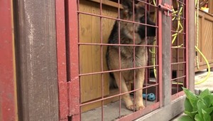 Chcel ukradnúť psa priamo z dvora. Zakročil majiteľ