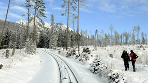 Krádež stromčekov v chránených zónach, pokuta 120 eur
