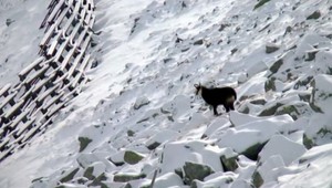 Najväčší úhyn tatranských kamzíkov za posledných 50 rokov. Odborníci hľadajú odpovede