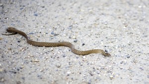 Pozor na hady. Oznam vyvolal paniku medzi záhradkármi