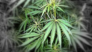 Za dva roky 865 vinných. Pozrite si analýzu trestov za marihuanu