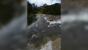 V rieke našli sedem mŕtvych psov. Zvieratá mali zviazané labky