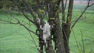 Na strome a v tráve pri Trnave našli mŕtve mačky. Polícia začala konať