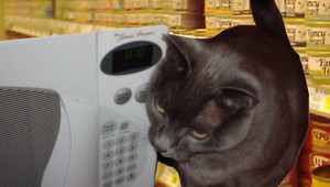 Strčil mačiatko do mikrovlnky, odsúdili ho za týranie