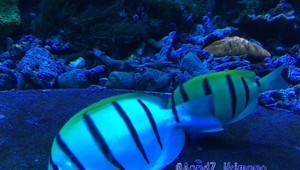 Zúrivá ryba útočí na turistov v Egypte. Nie nadarmo jej hovoria chirurg, preťať dokáže aj achilovku