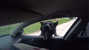 VIDEO: Neuveriteľná rýchlosť. Policajný pes nedal páchateľovi šancu, do jeho auta vletel