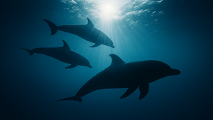 VIDEO: Delfíny v hlbinách mora sa začali správať veľmi zvláštne