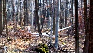 Pilot vetroňa nezvládol manéver, skončil medzi stromami