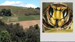 Európe hrozí nové nebezpečenstvo! Letia k nám agresívne sršne