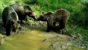 Mimoriadna situácia na Liptove: Krízový štáb zasadal po smrteľnom útoku medveďa
