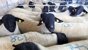 Módna značka vyrába oblečenie z homosexuálnych baranov. Gejom je každý dvanásty