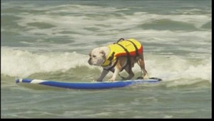 VIDEO: Aj psíkovia dokážu surfovať. Presvedčte sa sami