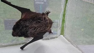 Nový zamestnanec Národného parku? Netopierí pacient by mal pomáhať pri deťoch