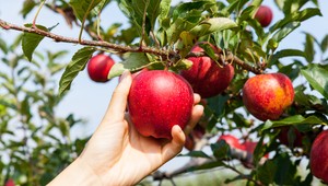 Urodilo sa veľa jabĺk, ale hrozí, že časť z nich zhnije v sadoch. Nemá ich kto pozbierať