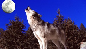 VIDEO. Babka zabila vlka sekerou