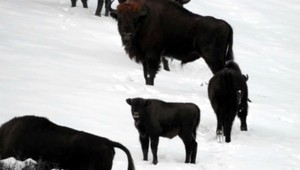 V Poloninách sa tešia z rozkošného prírastku
