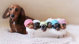 Živé darčeky pod stromček, áno alebo nie