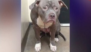 FOTO: Electra zistila, že sa po ňu jej majitelia už nevrátia