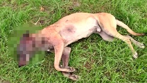 Zastrelený pes. Majitelia ho mali len desať dní