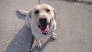 V Nitrianskych Sučanoch sa stratil Beny, odmena istá