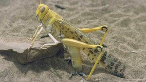 Vedci: Kobylky vedia vycítiť rakovinu