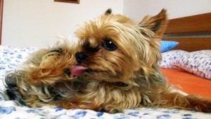 Súrne hľadáme yorkshira Geryho, stratil sa v Bratislave!