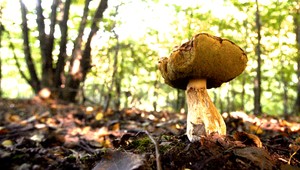 Nesprávne uskladnenie húb vás môže aj zabiť