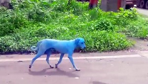 V Indii behajú po uliciach modré psy