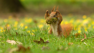 Muž podľa polície dopoval veveričku pervitínom. On obvinenia odmieta