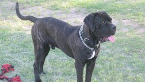 Policajti zastrelili agresívnych psov, ohrozovali ľudí