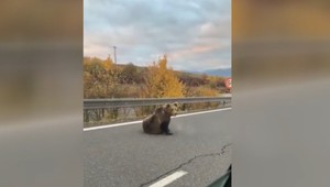 Ľudia na Liptove sú zdesení. Za 5 dní až tri zrážky auta s medveďom