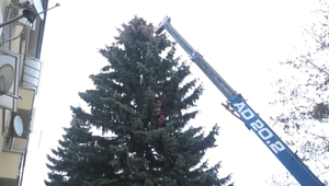Obyvatelia sídliska sa sťažovali na strom, v centre mesta bude ozdobou Vianoc