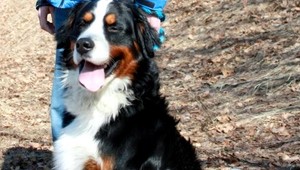 Hľadá sa bernský salašnícky pes Simon z Orovnice!