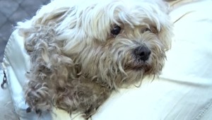 VIDEO: Majitelia už ani nedúfali. Po polroku im našli strateného psíka